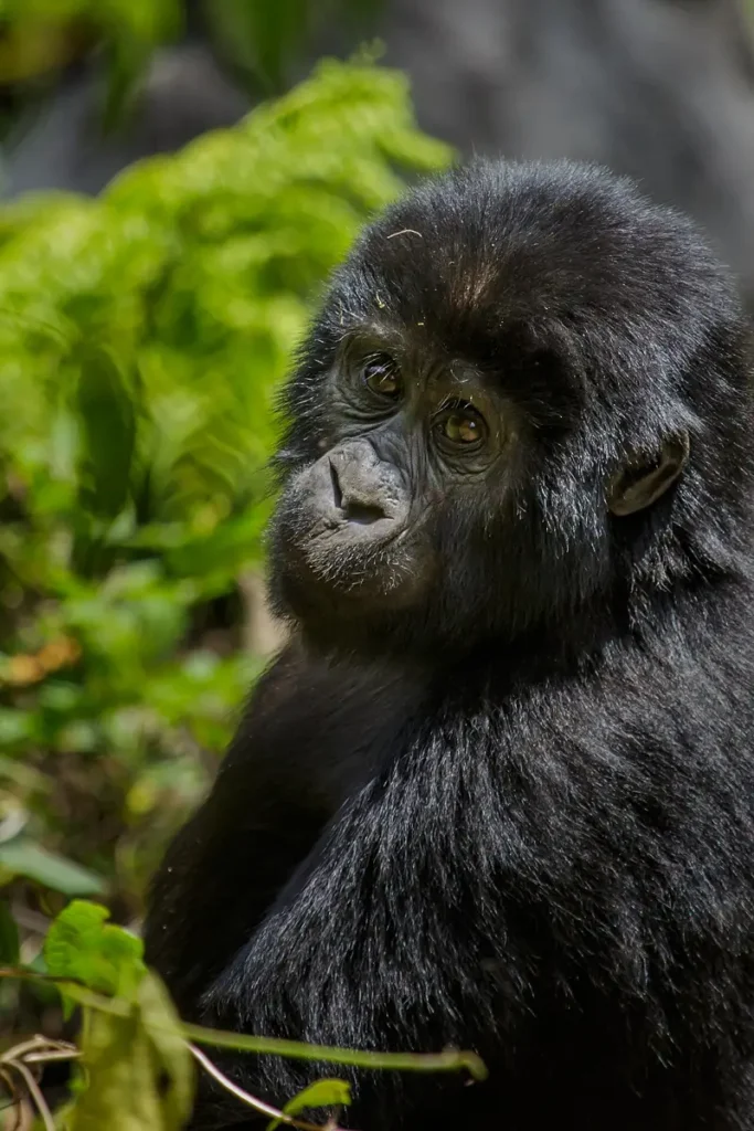 Mountain gorilla sitting in thick vegetation in Bwindi Impenetrable National Park