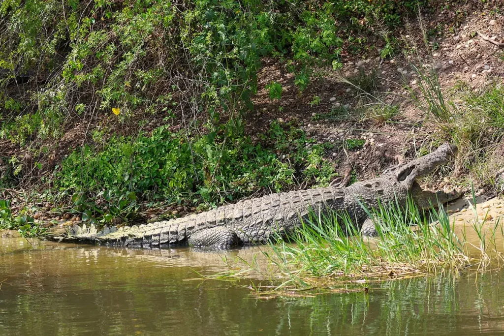 Large Nile crocodile resting on a vegetated riverbank