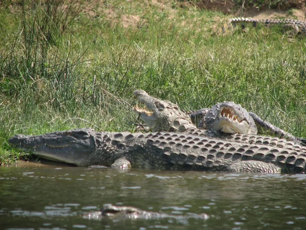 Nile crocodiles basking at the water's edge in Uganda