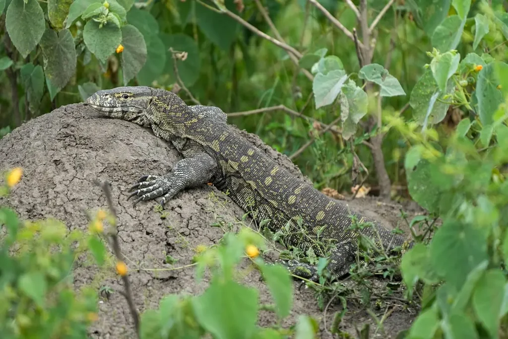 Nile monitor lizard on a rock in Queen Elizabeth National Park