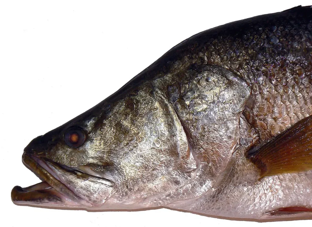 Fresh Nile perch showing its large head and silvery body