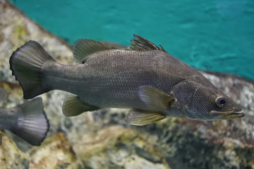 Nile perch swimming in an aquarium