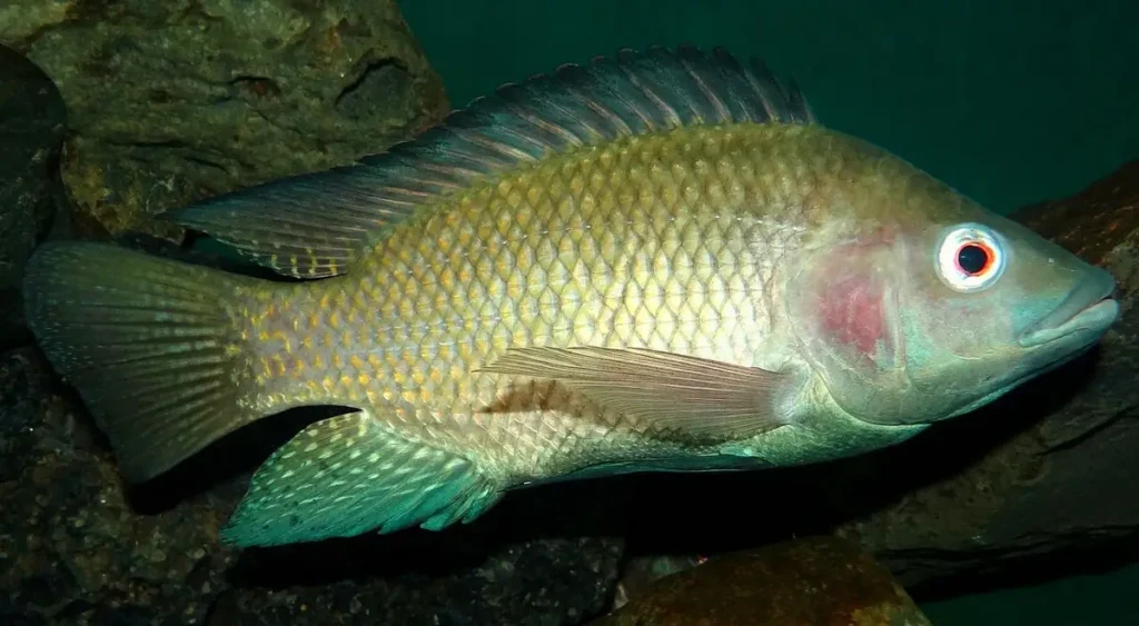 Nile tilapia fish in an aquarium