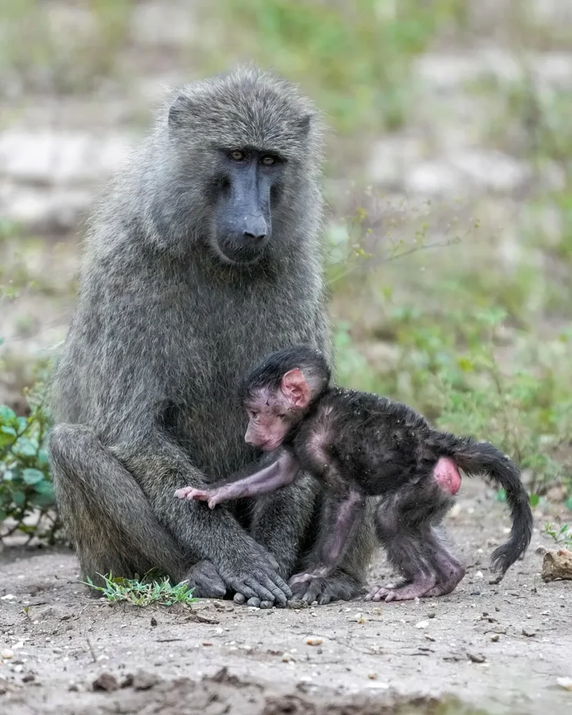 Olive baboon mother with her baby in Queen Elizabeth National Park