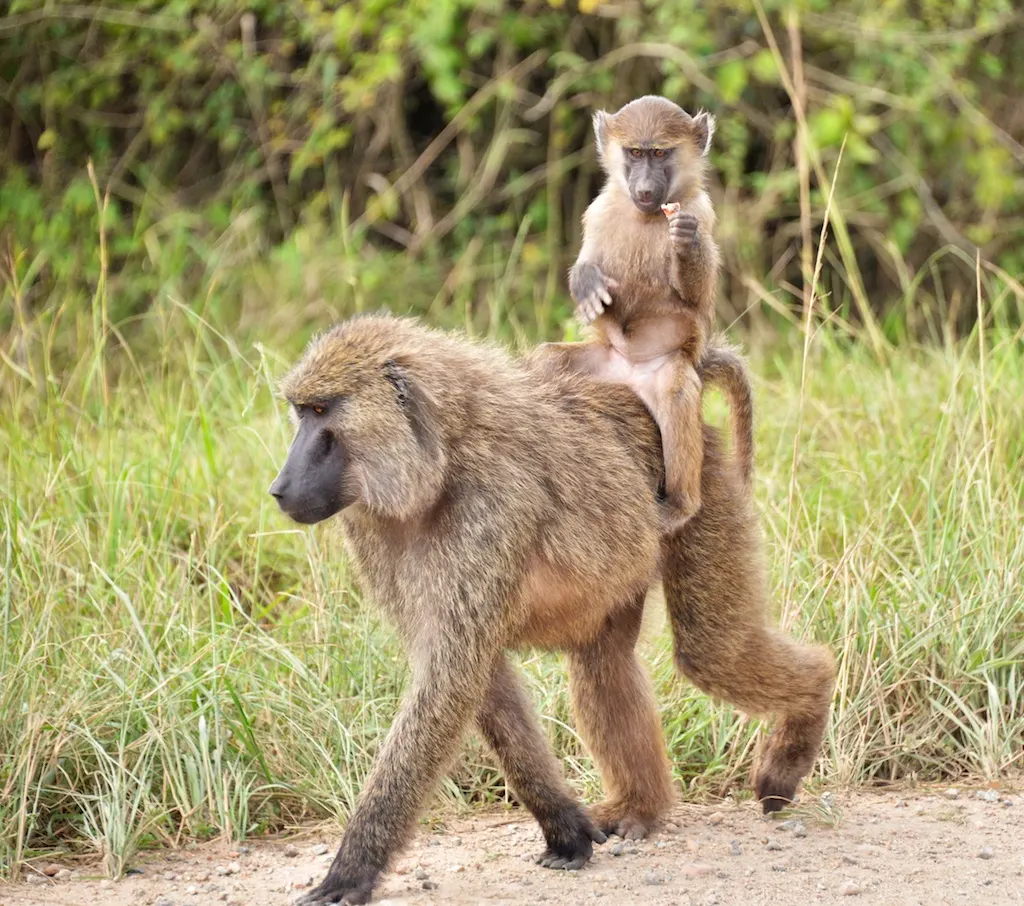 Young olive baboon riding on its mother's back in Uganda