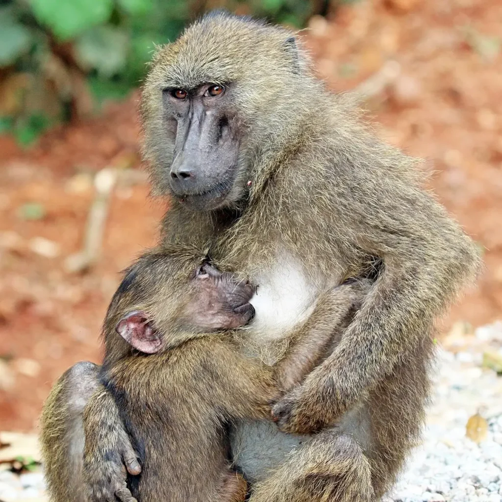 Olive baboon mother nursing her infant in Toro-Semliki Wildlife Reserve