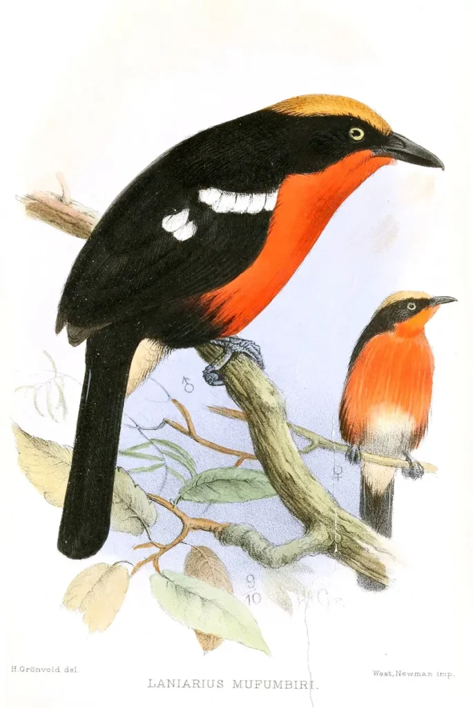 Illustration of a male and female papyrus gonolek