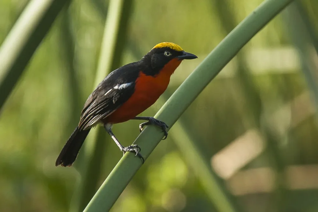 Papyrus gonolek with crimson breast and golden crown perched on a papyrus stem in Uganda