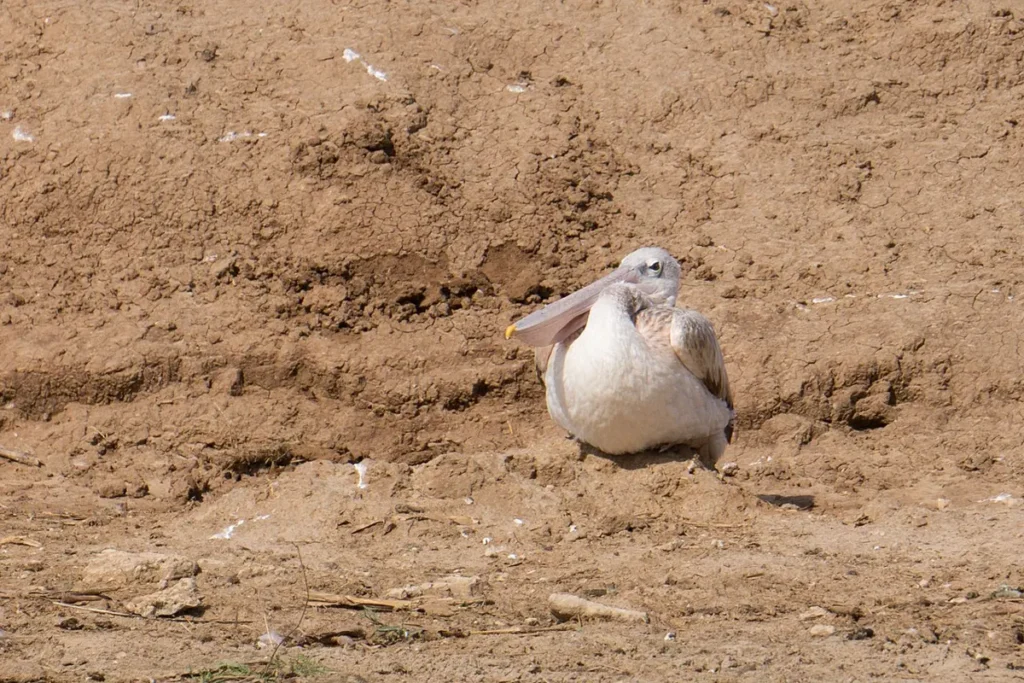 Pink-backed pelican resting on a sandy lake shore in Queen Elizabeth National Park