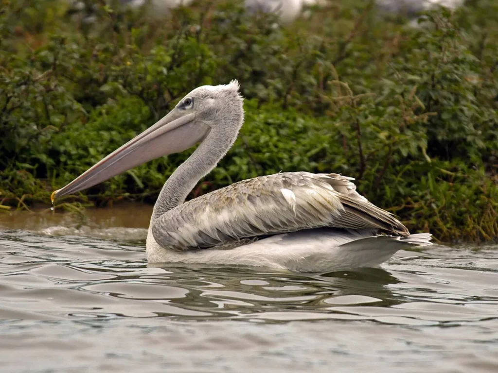 Pink-backed pelican swimming in Queen Elizabeth National Park
