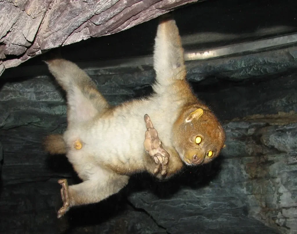 Potto gripping a branch upside down with its strong hands and feet