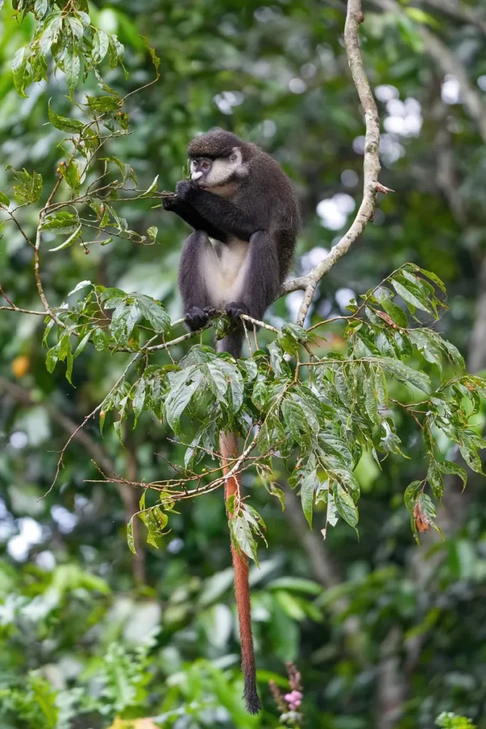 Red-tailed monkey sitting in a tree in Kibale Forest National Park