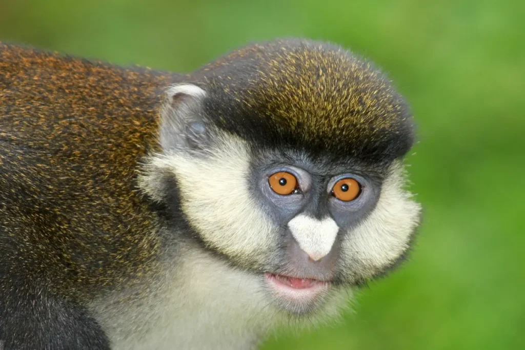 Close-up of a red-tailed monkey showing its white nose spot and cheeks