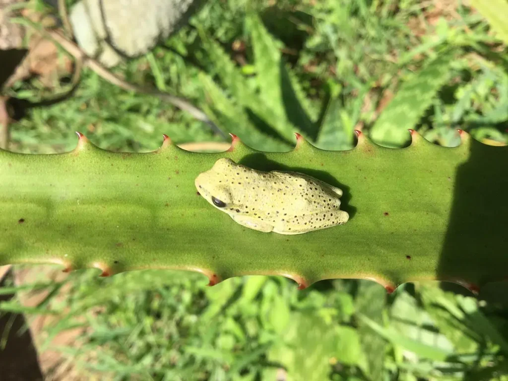 Small green reed frog resting on a leaf near Mabamba