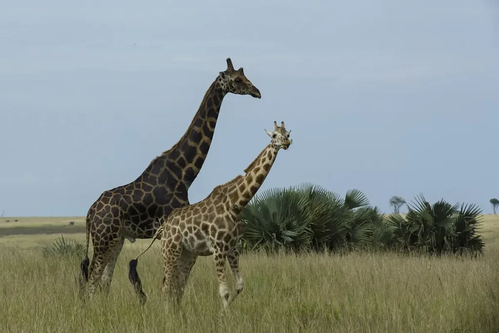 Rothschild's giraffe in Murchison Falls National Park