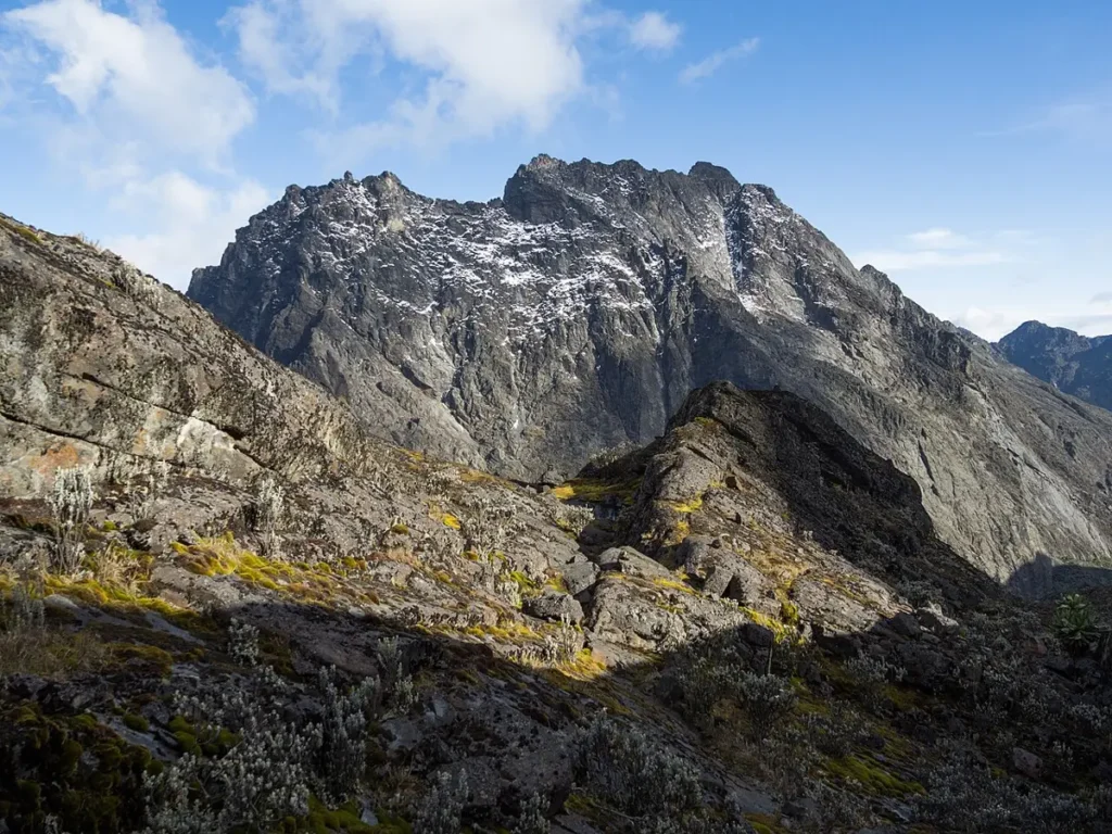 Everlasting flowers below Mount Baker in the Rwenzori Mountains