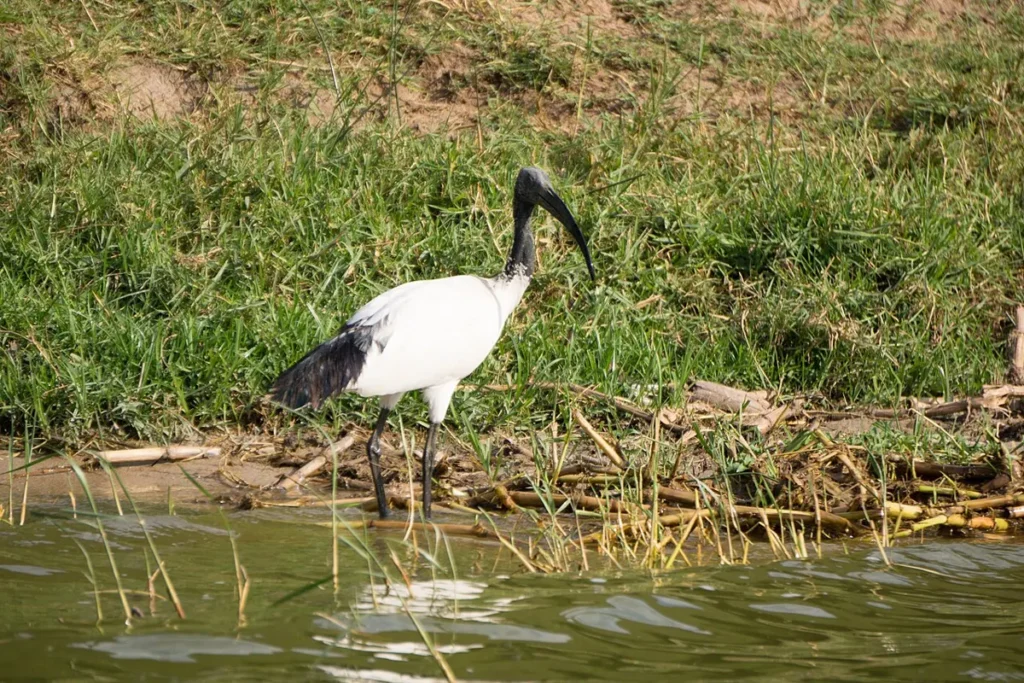 Sacred ibis feeding at the water's edge in Queen Elizabeth National Park