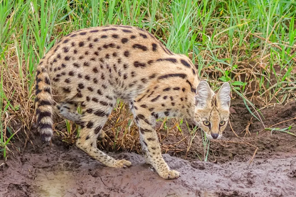 Serval with large ears crouching in grassland