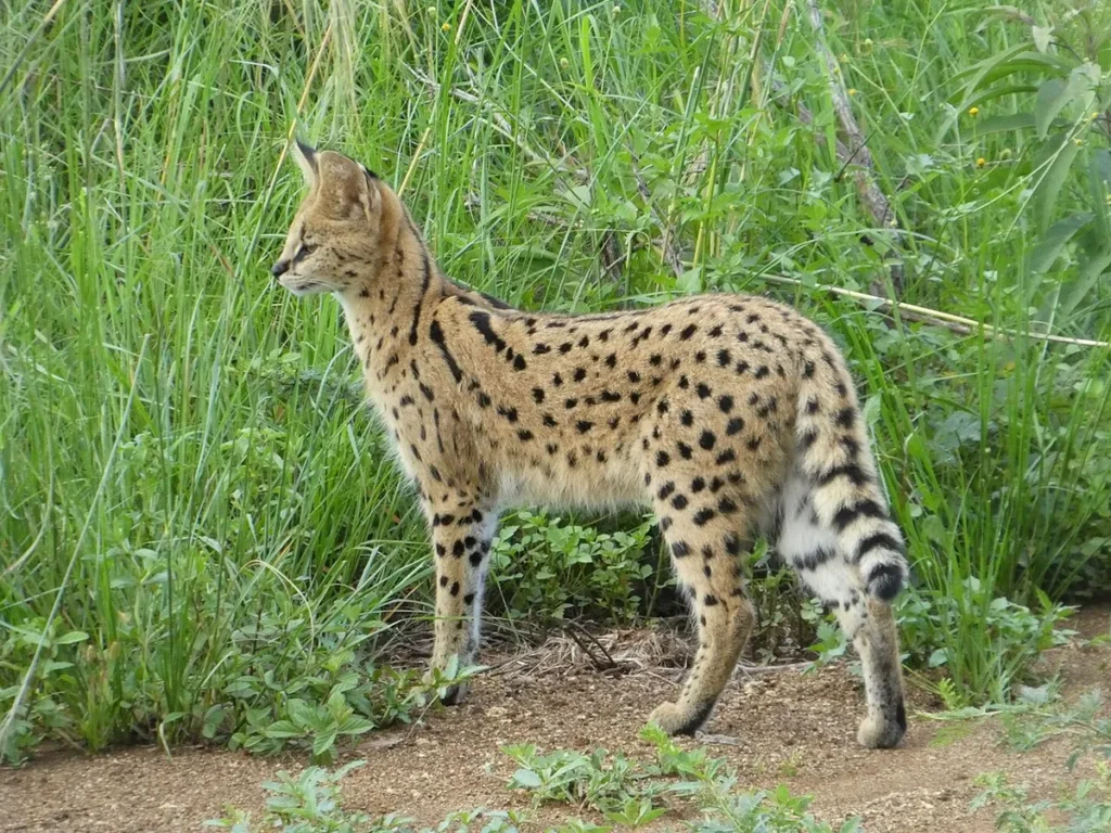 Serval standing in tall grass showing its long legs and spotted coat