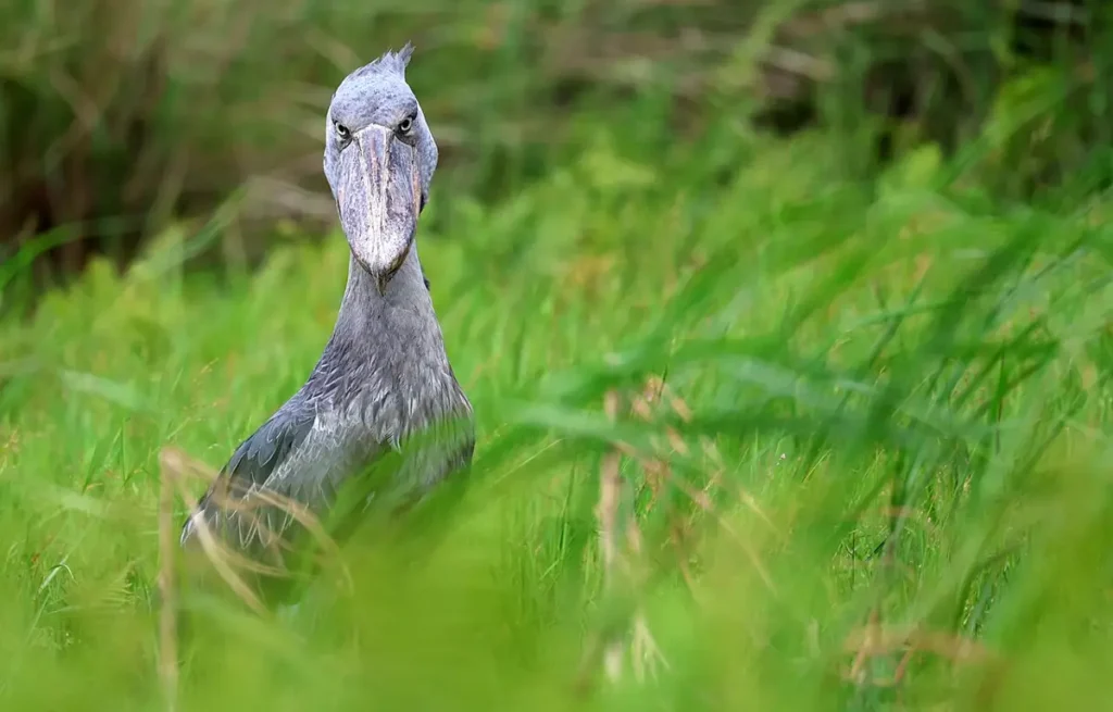 Shoebill standing in grassy swamp vegetation in Uganda