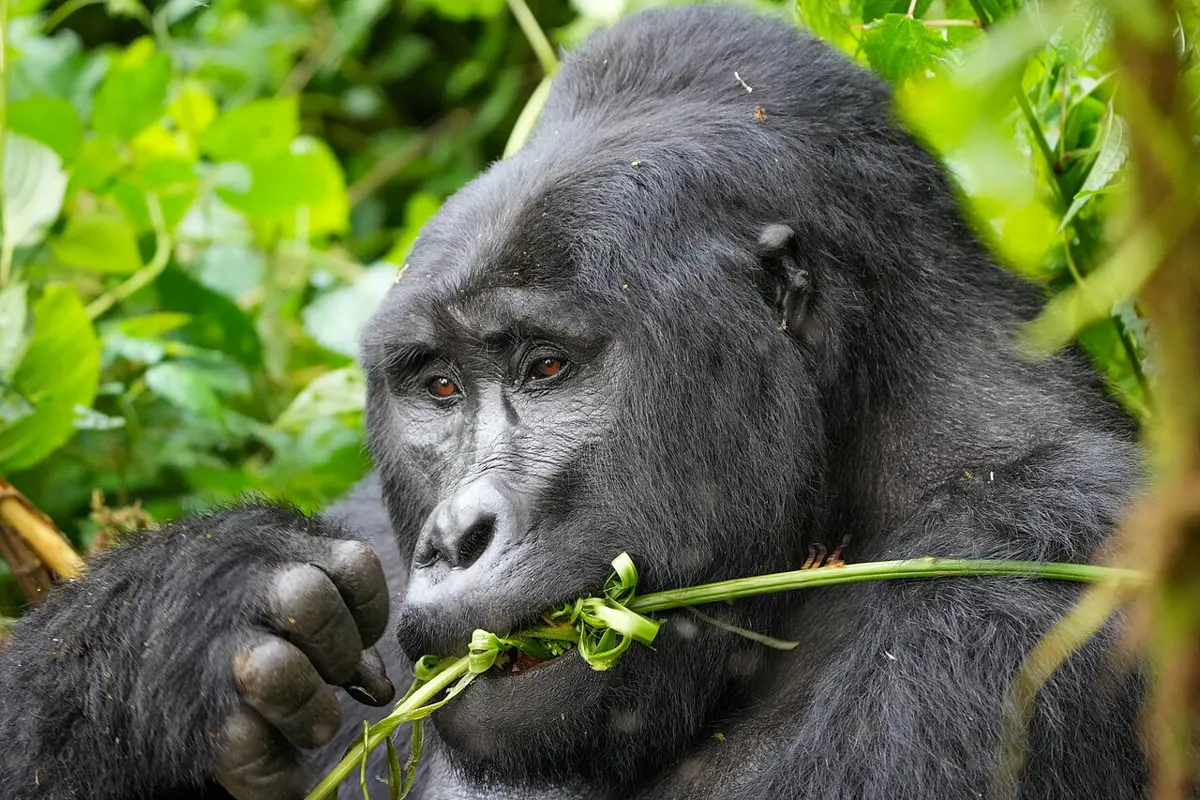 Silverback mountain gorilla eating leaves in Bwindi Impenetrable National Park