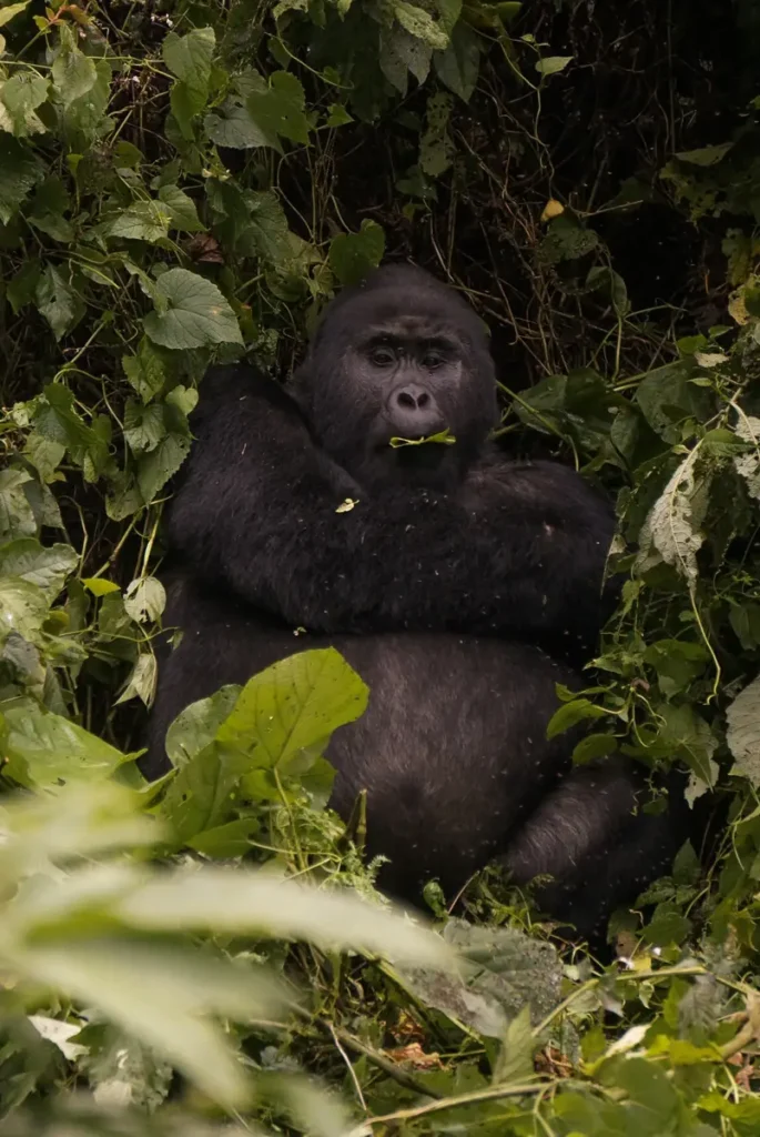 Silverback mountain gorilla sitting in dense forest in Uganda