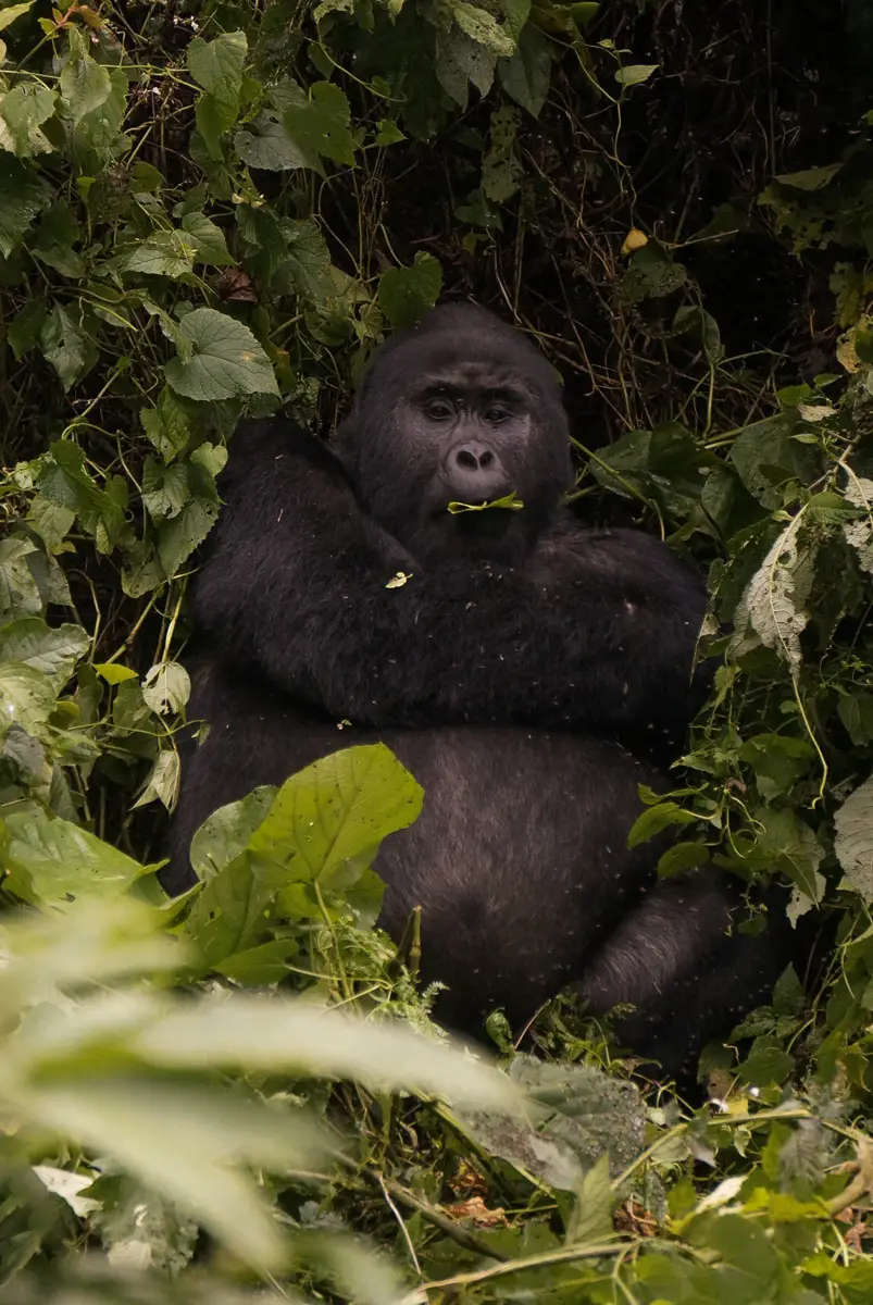 Silverback mountain gorilla sitting in dense forest in Uganda