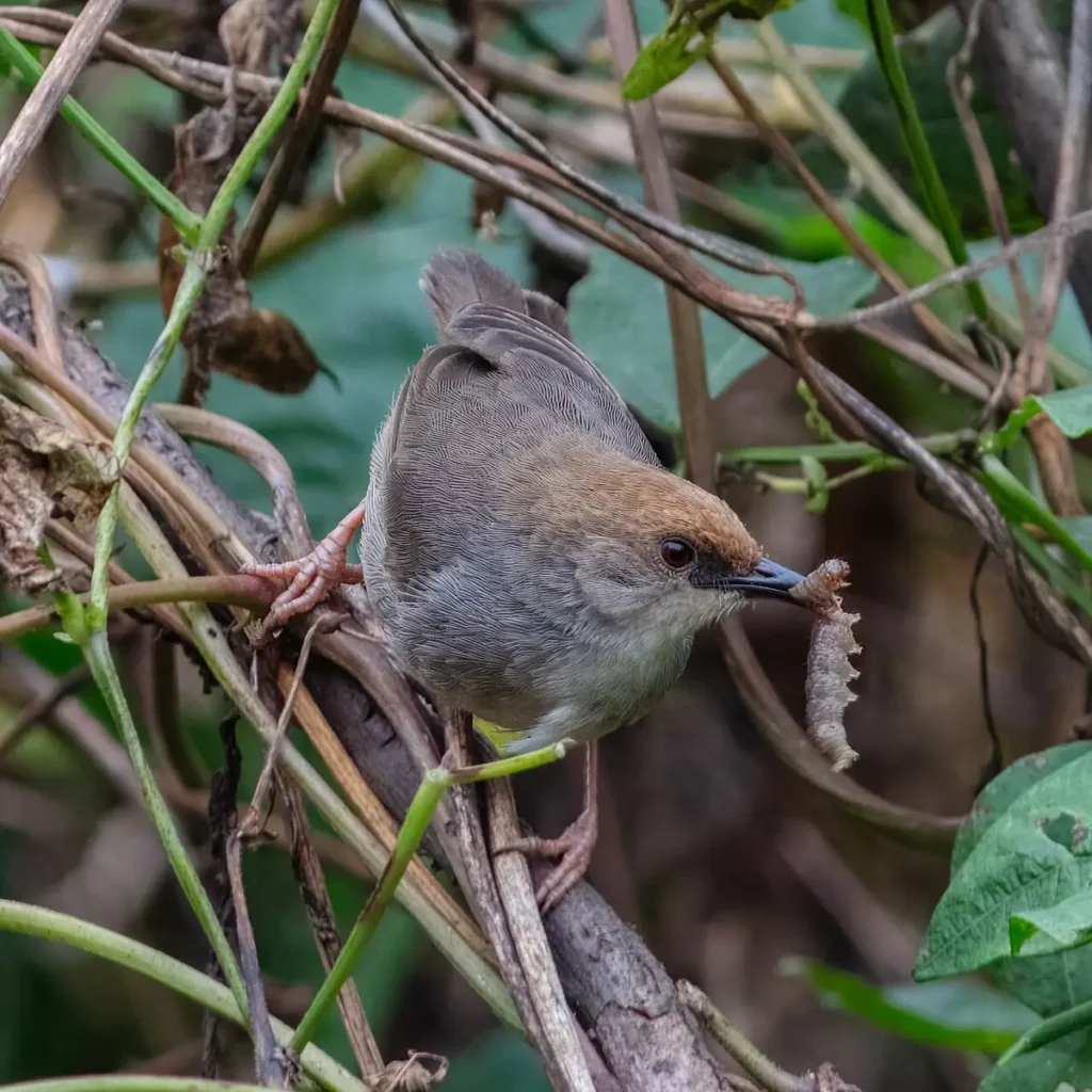 Singing cisticola perched on a stem in Bwindi Impenetrable National Park