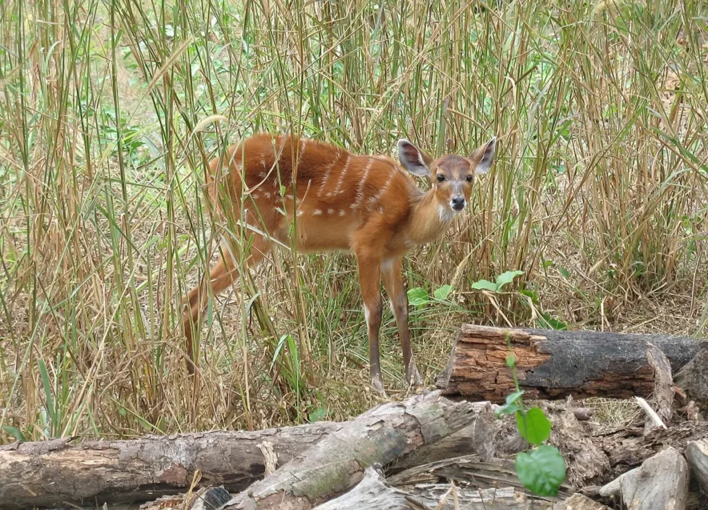 Female sitatunga standing among reeds at a swamp edge