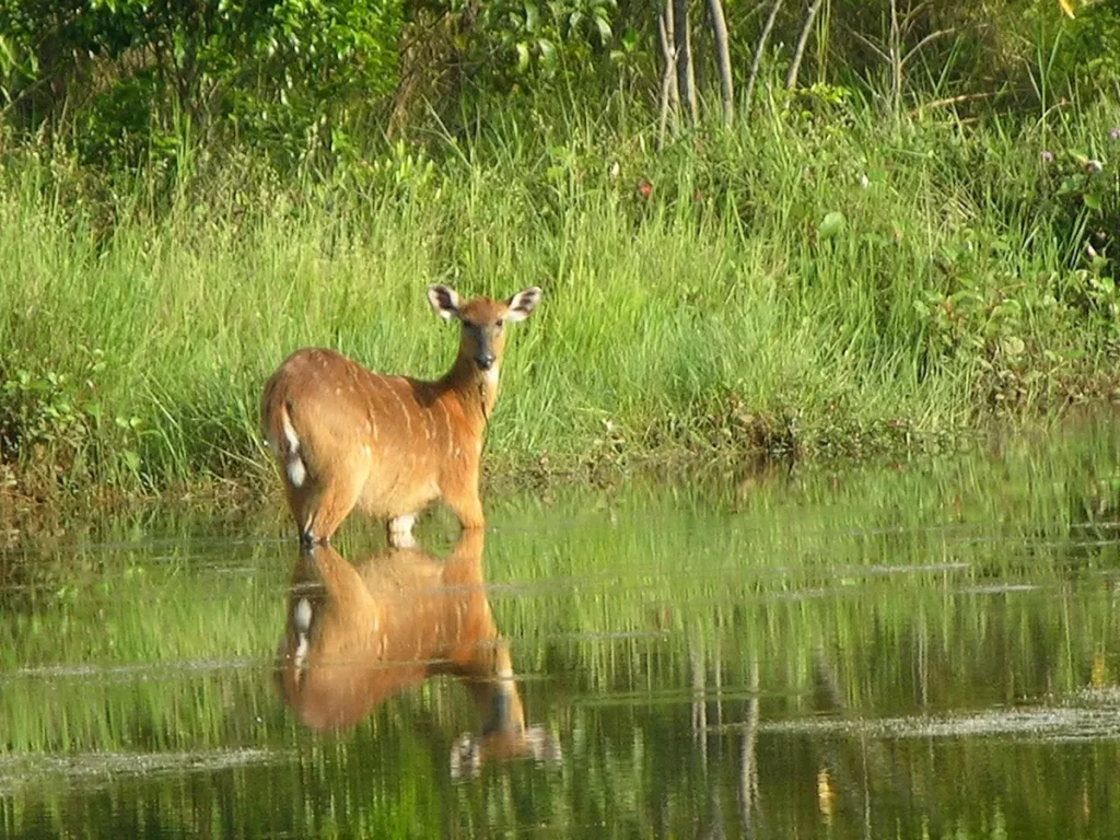 Sitatunga wading through shallow swamp water