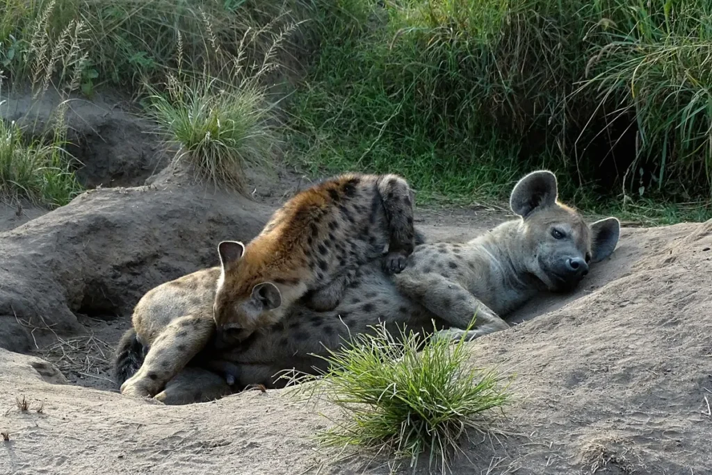 Spotted hyena nursing her cub at a den in Ishasha, Queen Elizabeth National Park