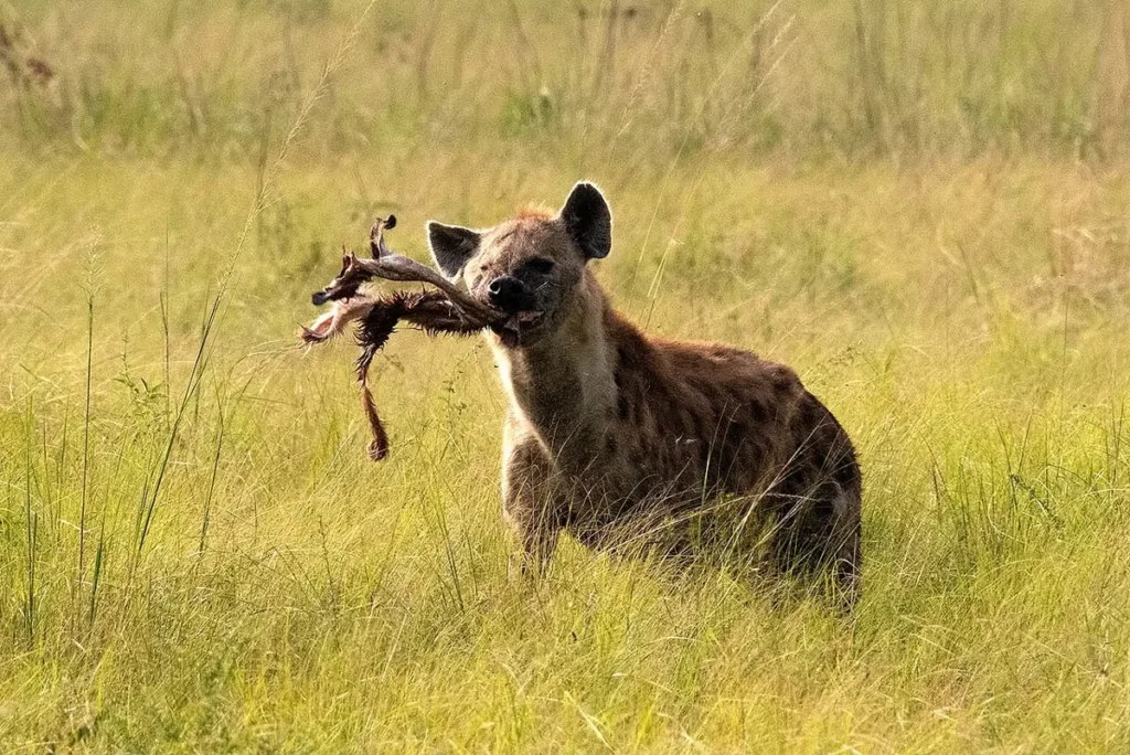 Spotted hyena carrying prey through grassland in Queen Elizabeth National Park