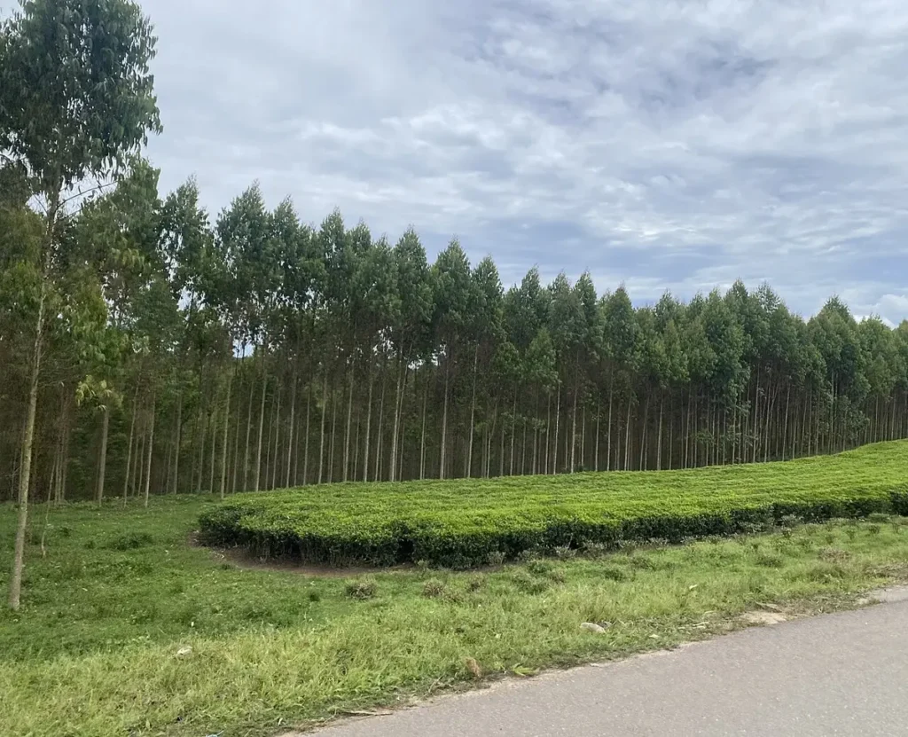 Tea fields and eucalyptus trees at Kyamuhunga tea estate
