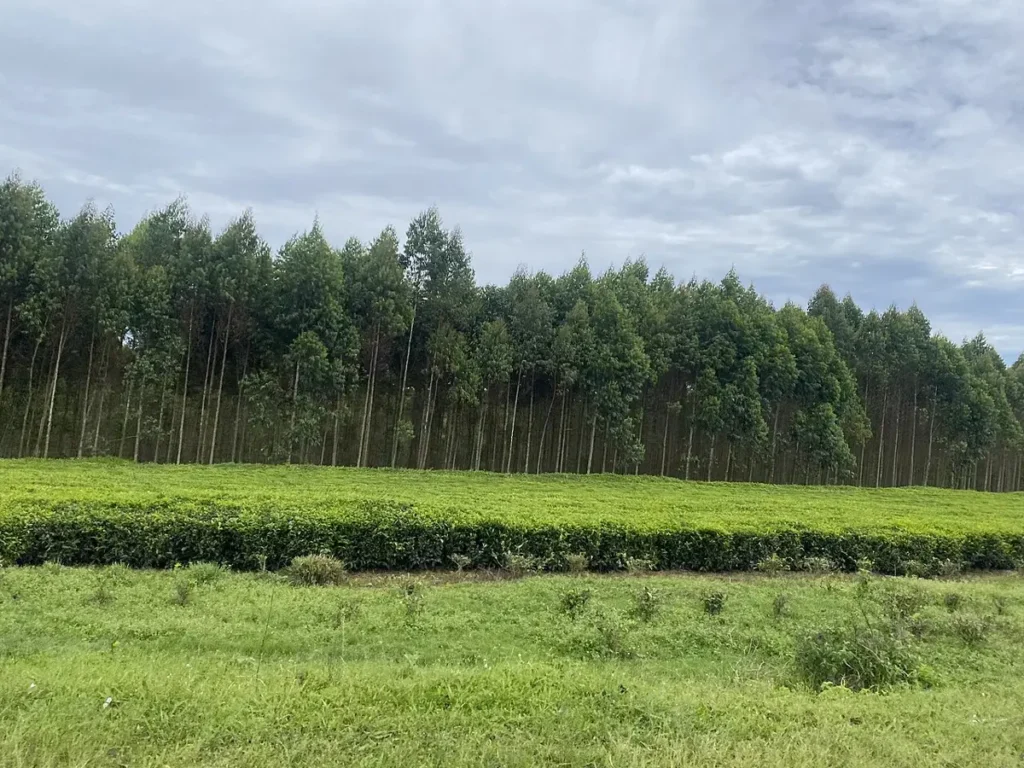 Tea plantation rows at Kyamuhunga in Bushenyi district, western Uganda