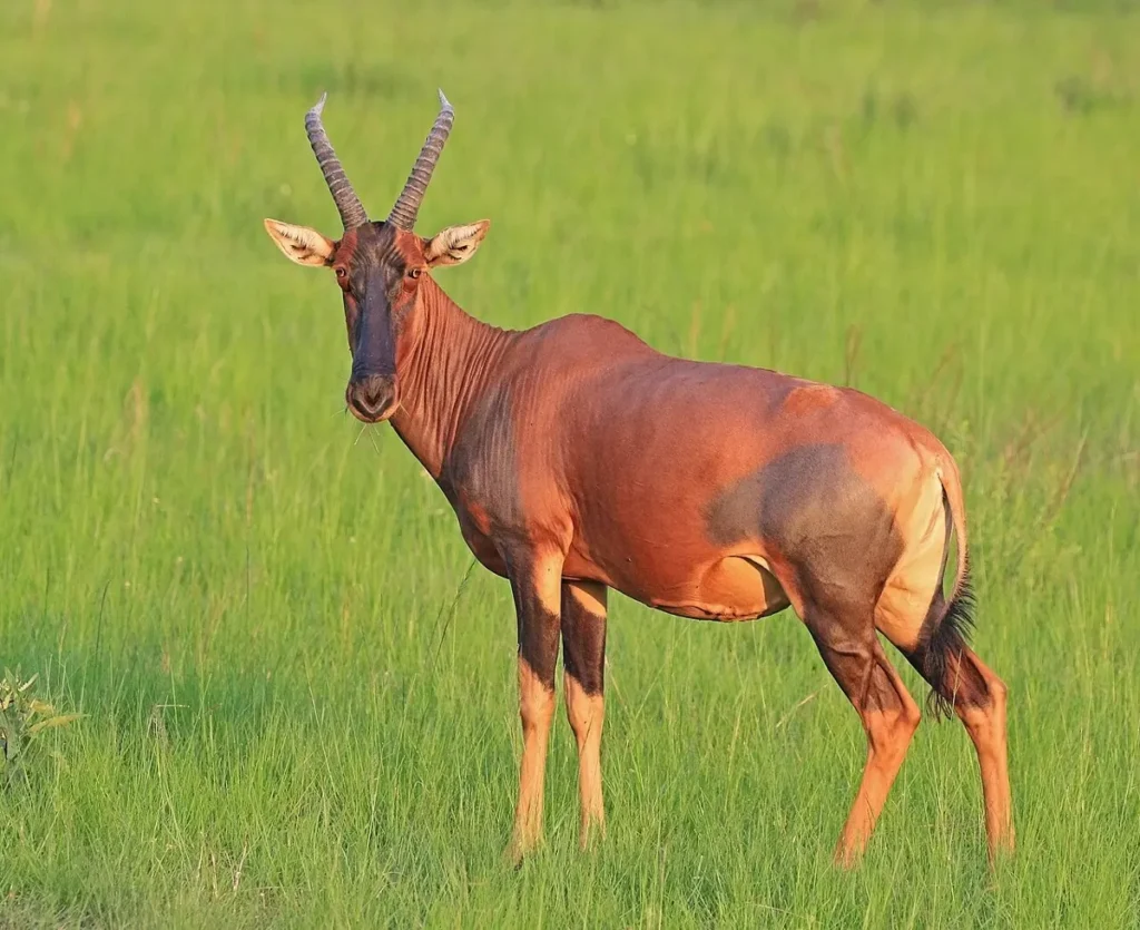 Topi female with glossy reddish coat and dark patches on face and legs