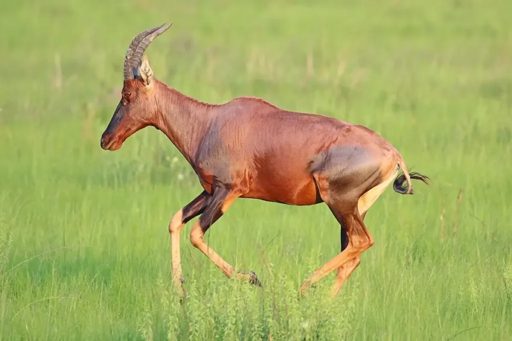 Topi running across green grassland