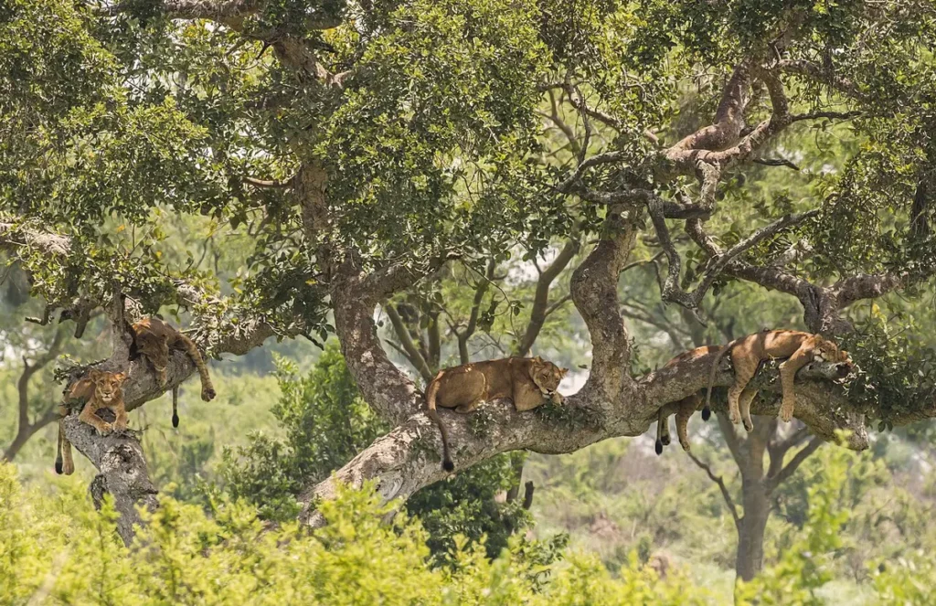 Several lions resting on the branches of a large tree