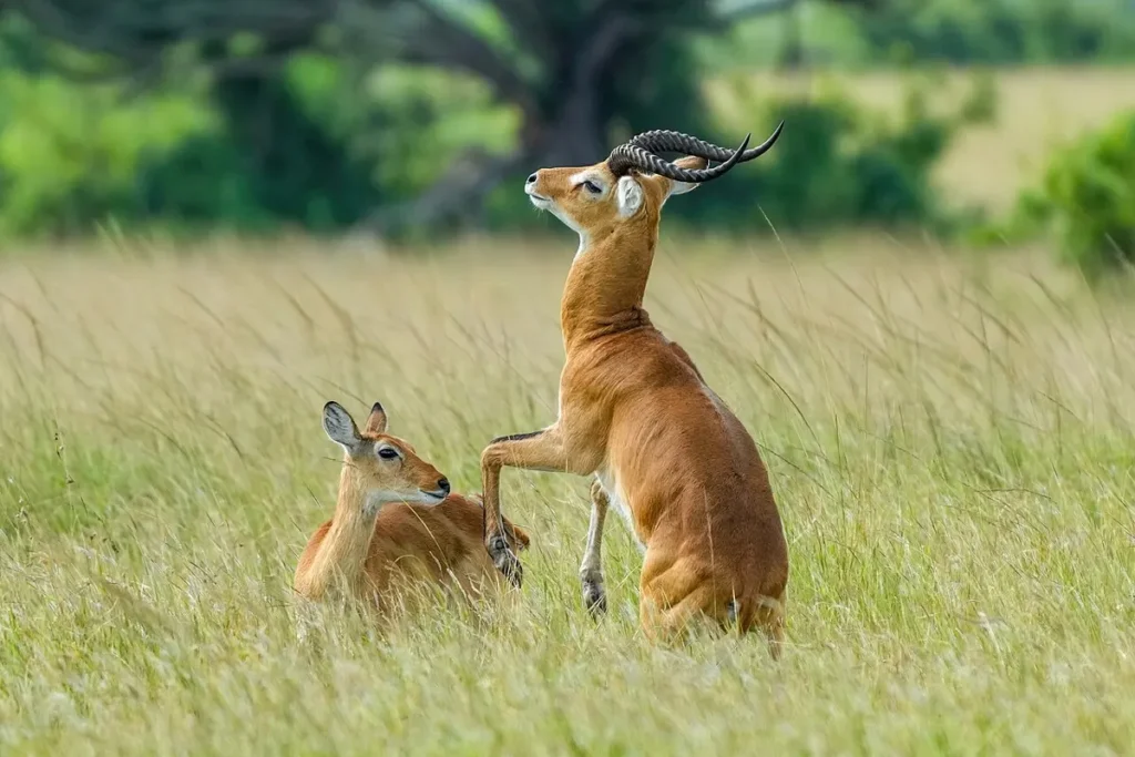 Male Uganda kob courting a female on a breeding ground in Queen Elizabeth National Park