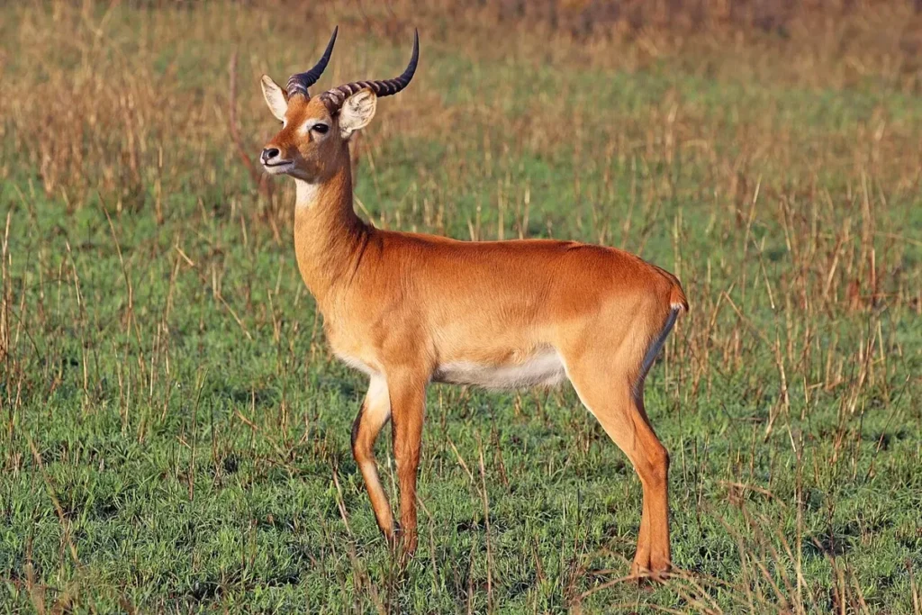 Male Uganda kob with thick lyre-shaped horns