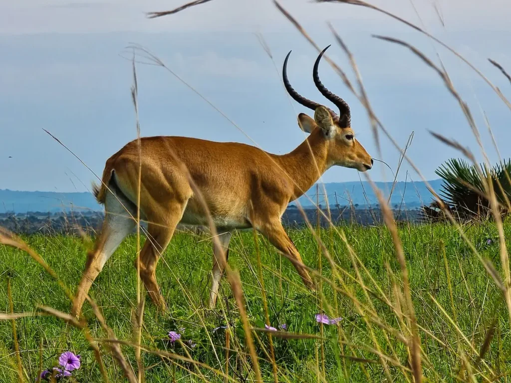 Uganda kob walking through green grassland in Murchison Falls National Park