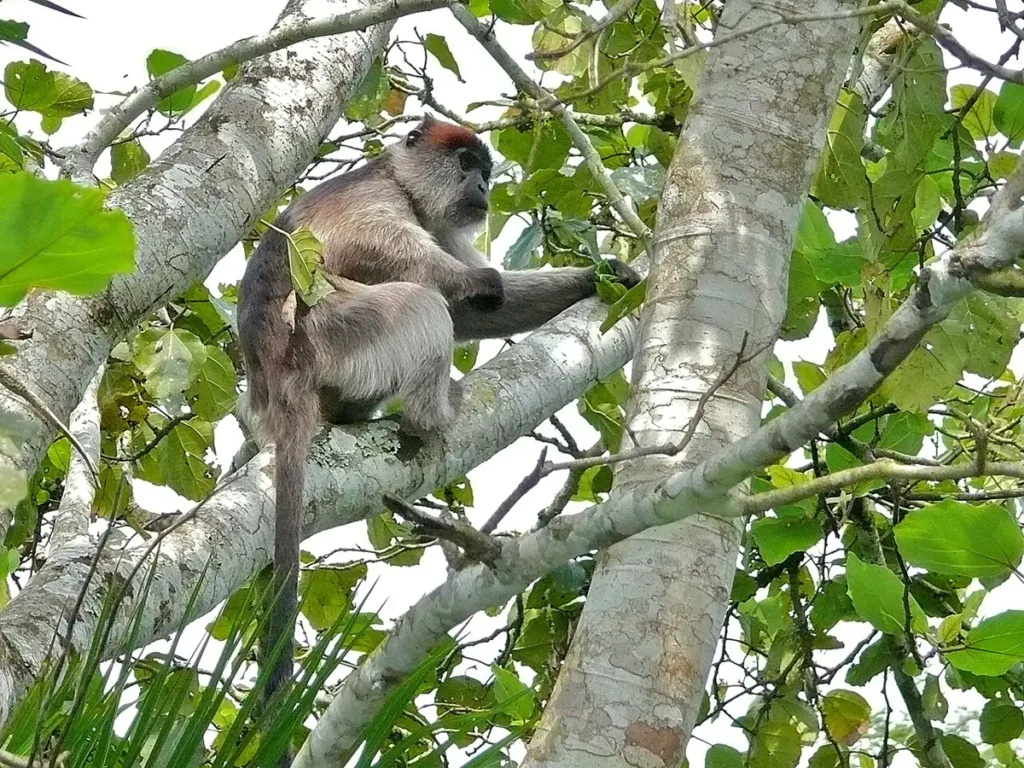 Ugandan red colobus monkey in the canopy of Kibale Forest