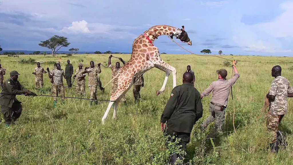 Uganda Wildlife Authority team moving a giraffe during a 2019 translocation
