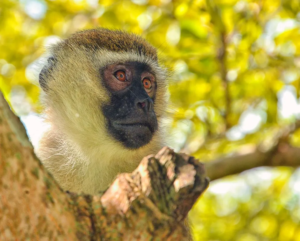 Vervet monkey with a black face framed by white fur in Uganda