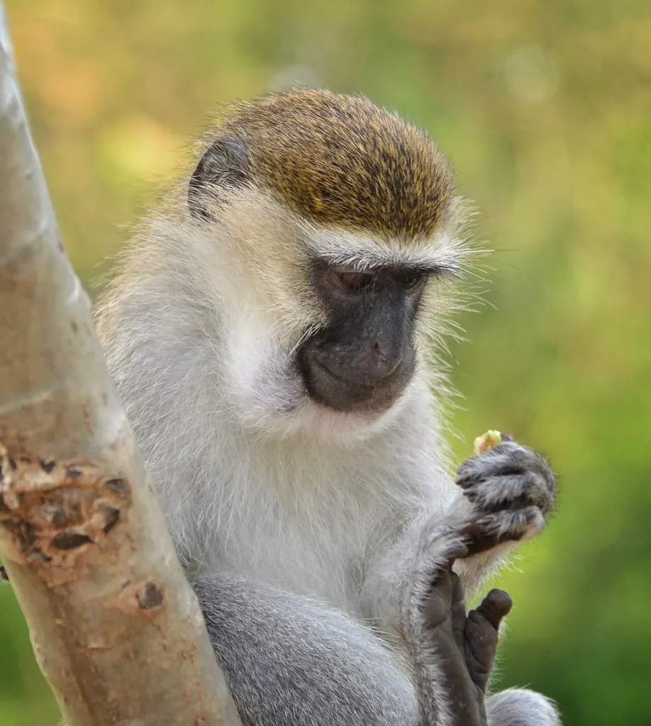 Vervet monkey sitting in a tree in Uganda