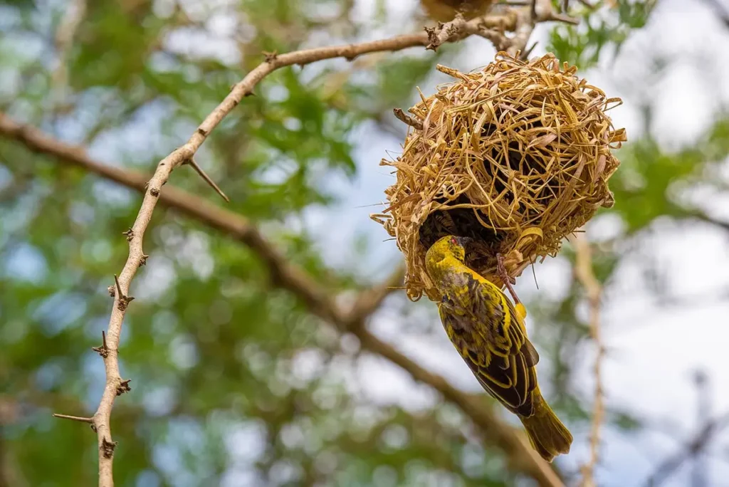 Village weaver perched beside its woven nest