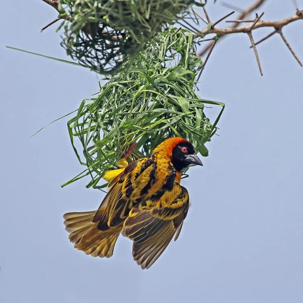 Male village weaver building a hanging grass nest in Uganda