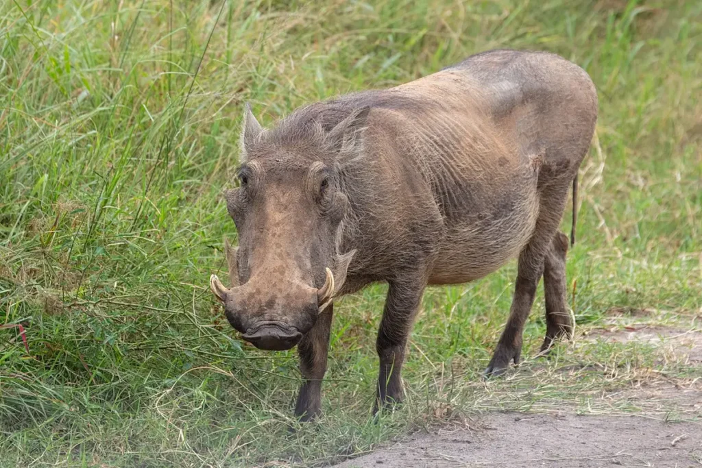 Warthog in grassland in Lake Mburo National Park