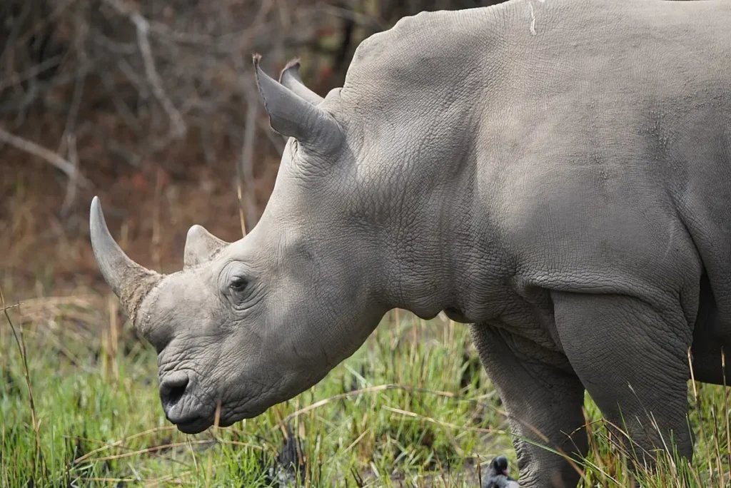 White rhino grazing at Ziwa Rhino Sanctuary