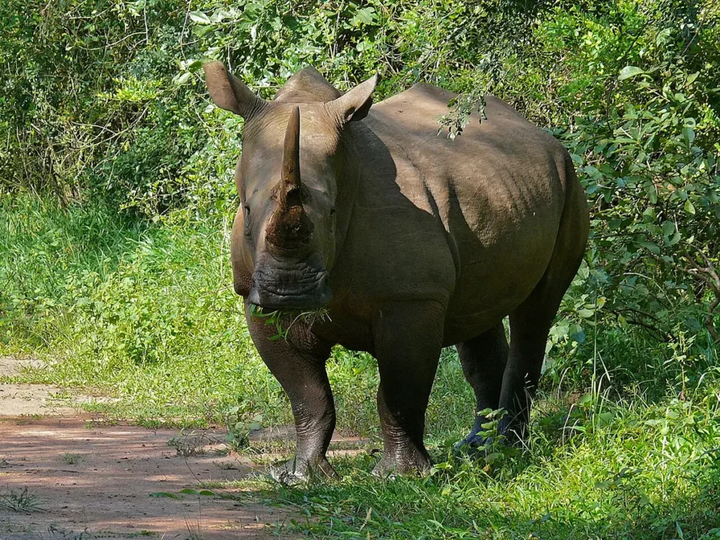 White rhino walking on a track at Ziwa Rhino Sanctuary