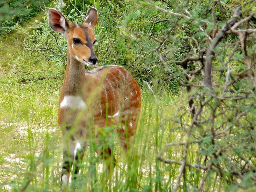 Young bushbuck with white spots and stripes in Murchison Falls National Park